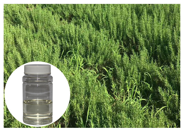 Aceite esencial de Rosemary de la oxidación anti para el olor fresco descolorido de las hierbas de la piel