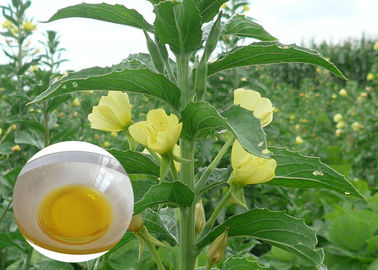 Aceite orgánico de la onagra del suplemento dietético de los aceites vegetales de PMS para las cápsulas